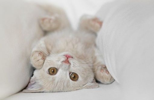 超萌可爱猫咪QQ空间图片素材 喵的世界