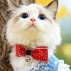 2023最新猫咪可爱高清图片大全真实 想做一只甜糯的猫扑倒在你怀里撒娇
