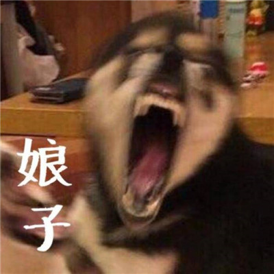 搞笑的猫狗情侣头像一猫一狗高清大图 嗯哼我喜欢你可以吗