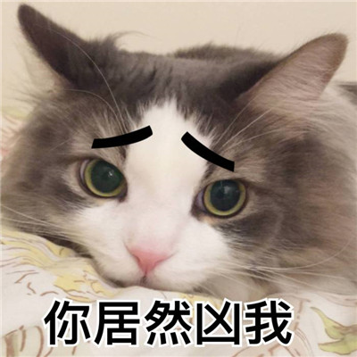 2022猫咪可爱带字搞笑头像微信群头像 我从一个小可爱长成大可爱