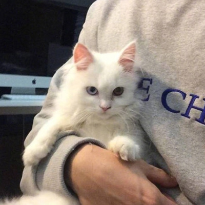 微信个性头像男生抱猫咪系列 可爱萌萌哒猫咪头像男生版