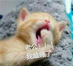 喊老公表情包2022最新 猫喊老公抱抱的表情包带字