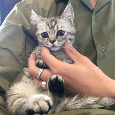 高冷动物微信头像高清可爱小猫咪 最初无话不谈最终无话可说