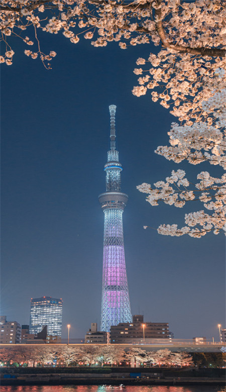 2023春日樱花壁纸唯美高清手机壁纸 绿意盎然的樱花清新美貌