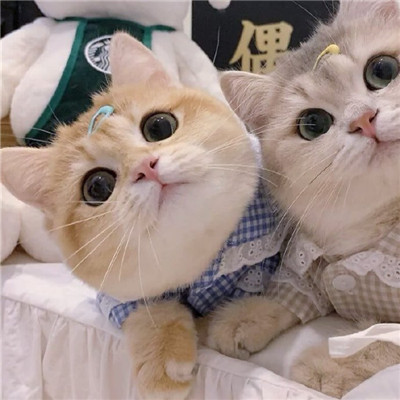 2023最新版猫咪情侣头像一对两张可爱 一生太长了总要有个人作伴