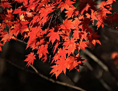 晚秋的枫叶唯美句子 枫叶文案短句干净治愈 晚秋的枫叶唯美句子 枫叶文案短句干净治愈