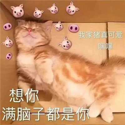 2023情侣暧昧聊天表情包可爱 想你满脑子都是你