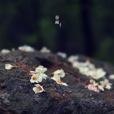 谷雨节气高清风景图片合集 2023谷雨节气发朋友圈的素材合集