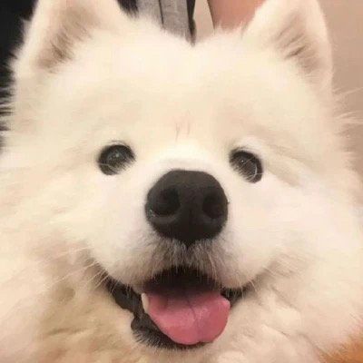 2023全新可爱又治愈的小狗狗头像 人生充满各种破事说的最多的就是没事