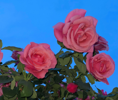 image.png image.png