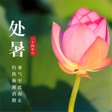2023处暑节气唯美图片大全  历尽三伏热天凉好个秋