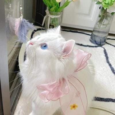 2023超萌超可爱又招财的猫咪头像 脂肪赶不上我吃的速度