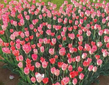 希望爸妈平安健康说说 愿时光不老父母安康的句子 希望爸妈平安健康说说 愿时光不老父母安康的句子
