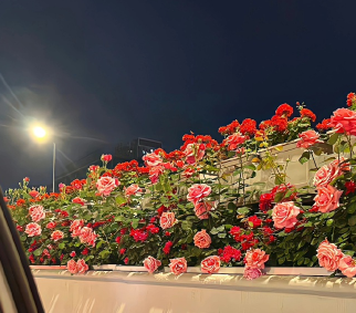 爸妈结婚四十周年朋友文案 爸妈四十周年结婚纪念日语录 爸妈结婚四十周年朋友文案 爸妈四十周年结婚纪念日语录