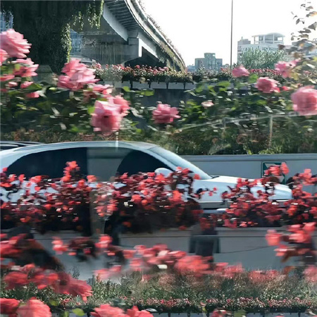 可爱少女说说配图ins元气满满 少女心十足的可爱文案配图