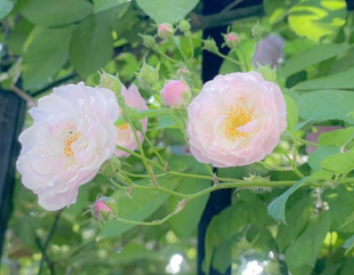 逛花卉市场的朋友圈说说 逛花市朋友圈文案 逛花卉市场的朋友圈说说 逛花市朋友圈文案
