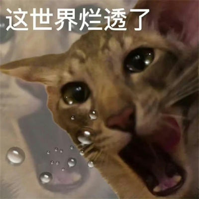 005OayIHly1hdfackuxr0j30qo0qo77f.jpg