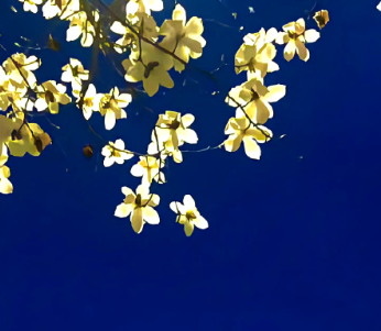 日子过的可真快呀文案 感叹时间过得太快的短句唯美 日子过的可真快呀文案 感叹时间过得太快的短句唯美