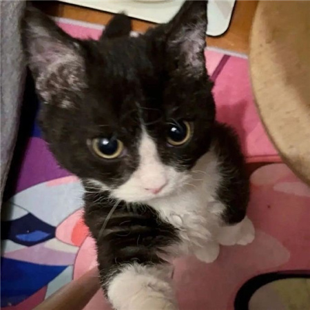 猫猫的自拍图片高清无水印超可爱 从此我拍照你负责卖萌