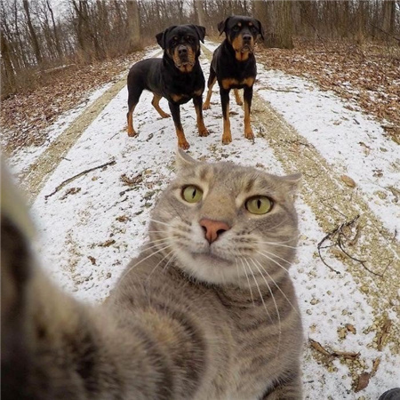 猫猫的自拍图片高清无水印超可爱 从此我拍照你负责卖萌