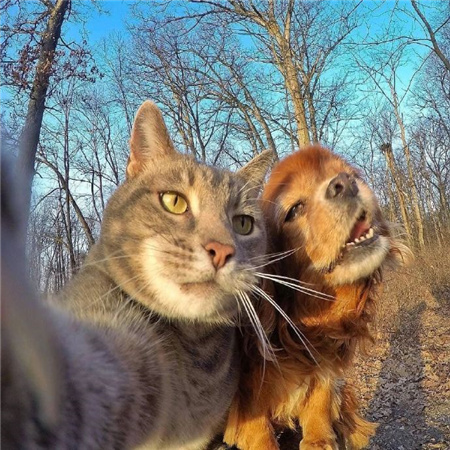 猫猫的自拍图片高清无水印超可爱 从此我拍照你负责卖萌
