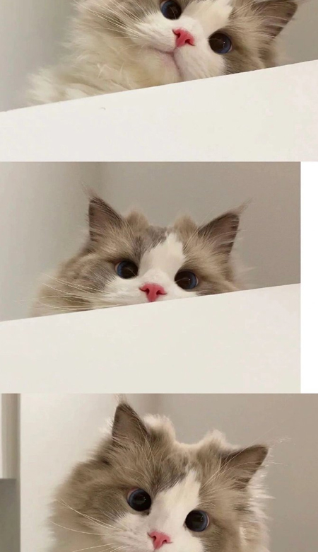 2024超可爱的萌宠猫猫狗狗全屏壁纸 这个世界不能没有猫猫和狗狗