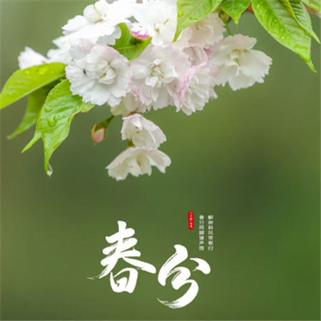 2024春分节气朋友圈唯美图片合集 春分至燕归来最是一年春好时
