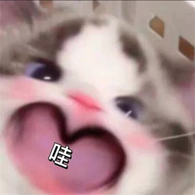 2024趣味大嘴猫表情合集 我不管我就要