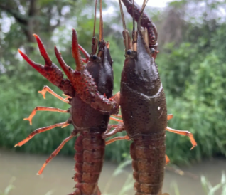 夏季钓龙虾的朋友圈文案 钓虾的乐趣说说 夏季钓龙虾的朋友圈文案 钓虾的乐趣说说