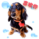 可爱动物表情