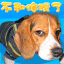 可爱动物表情