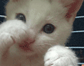 QQ搞笑表情